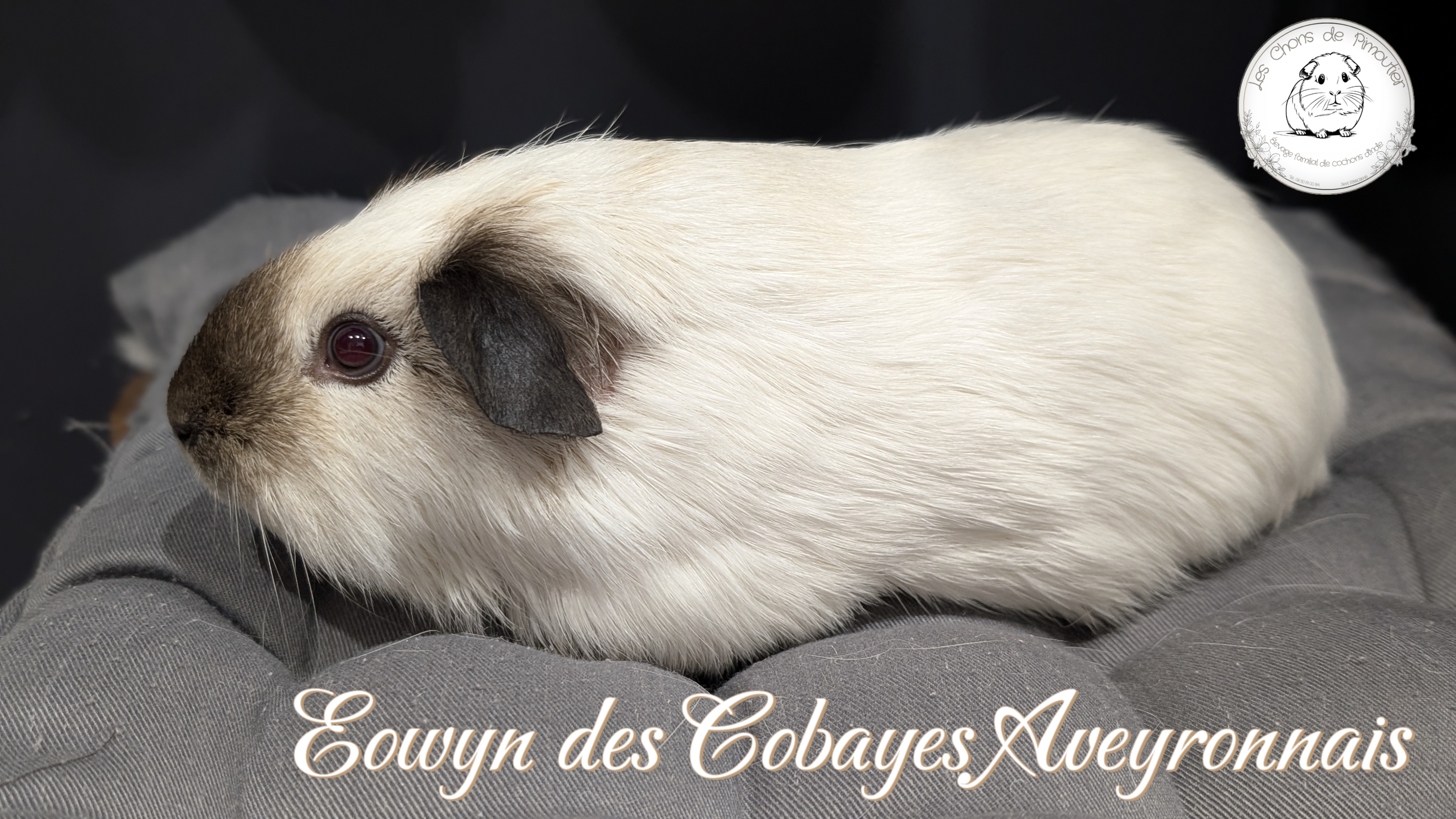 Photo de Eowyn des Cobayes Aveyronnais